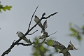 swallows, barn swallows, briti-5